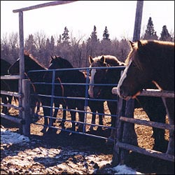 horse stable